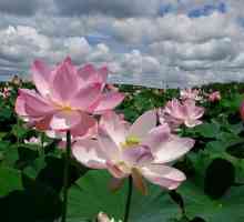 Lotus câmpuri în Astrakhan: descriere, atracții și fapte interesante