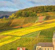 Cele mai bune vinuri din Germania: clasificare, caracteristici și tipuri