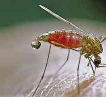 Malarice țânțar în Rusia: ceea ce trebuie să știți