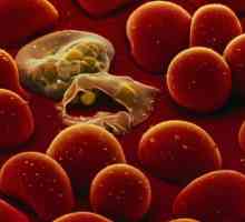 Plasmodium malarial: ciclu de viață, trăsături de dezvoltare și organizare