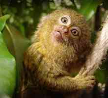 Monkey pitic: puțin despre modul de viață în natură și captivitate