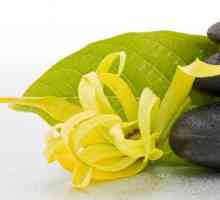 Ylang-ylang ulei de păr. Ylang Ylang Oil: Mască de păr