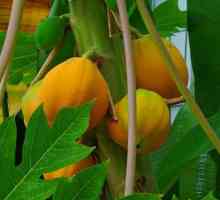 Uleiul de papaya în paza frumuseții feminine