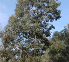 Miere de eucalipt. Principalele caracteristici și proprietăți