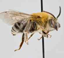 Miere de albine sălbatică sau internă. Miere de albine: Specii