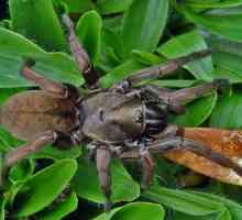 Păianjeni migalomorfici: tipuri și caracteristici