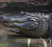 Mississippian aligator: habitat, mâncare, fotografie