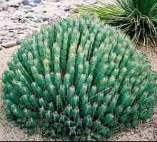 Euphorbia: proprietăți utile, particularități ale reproducerii și recomandări pentru îngrijire