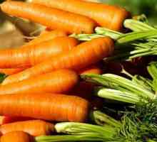 Morcovii sunt fructe sau legume? În Rusia - o legume, în Portugalia - un fruct