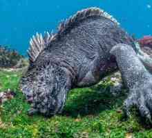 Marine iguanas: fotografii, dimensiuni, obiceiuri, fapte interesante
