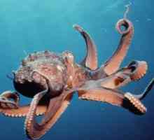 Sea locuitori. Octopus. Descriere, caracteristici. Câte picioare are un caracatiță?