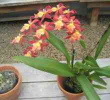 Este posibil să păstreze orhideele acasă: semne și superstiții