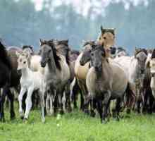 Mustangul este un animal cunoscut tuturor. Wild cai în natură: fotografie, descriere