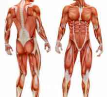 Sinergici musculare: exemple și descriere