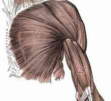 Mușchii membrelor superioare ale omului: structură și funcții