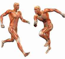 Țesutul muscular: structura și funcția. Caracteristicile structurii țesutului muscular