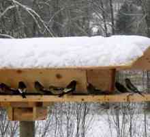Observarea păsărilor în timpul iernii și toamnei