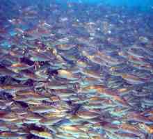 Știința peștilor - ihtiologia