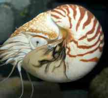 Nautilus (crustacee): descriere, structură și fapte interesante