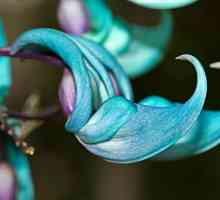 Jade flori sunt una dintre minunile naturii