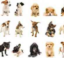 Câini de câini din Germania: recenzie și specificații
