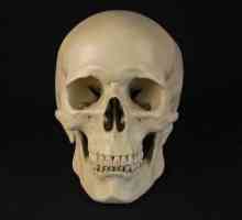Oasele nepermanente ale craniului sunt ... Structura scheletului capului