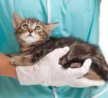 Obstrucția intestinală la pisici: simptome și tratament
