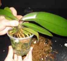 O noutate în colecția dvs. de plante domestice este o orhidee. Cum să replantați după cumpărare?