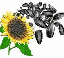 Cu privire la beneficiile semințelor de floarea-soarelui și câte calorii în semințe