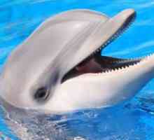 Despre câți trăiesc delfinii și alte fapte interesante despre aceste animale