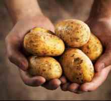 Despre ce țară a început pentru prima dată să crească cartofii