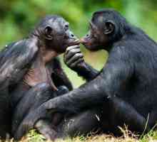 Monobo bonobo - maimuta cea mai inteligenta din lume