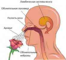 Nervul olfactiv: simptome și semne