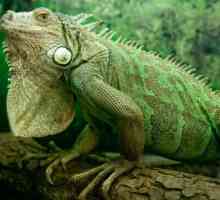 Iguana obișnuită: descriere, fotografie, condiții de detenție în captivitate