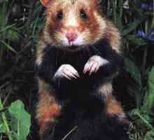 Hamster obișnuit: descriere, conținut și fotografii