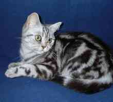 Tabby de culoare în pisicile britanice (foto)