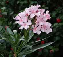 Oleander - o floare în casa ta