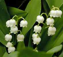Descrierea florii crinului din vale. Crin de vale mai (Convallaria majalis L.)