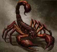 Descrierea celui născut în anul numit "Rat": Scorpionul este un bărbat