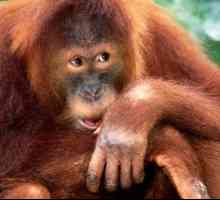 Orangutan Sumatran: descriere și fotografie
