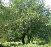 Nucă de arbori: trăsături de cultivare