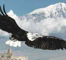 Eagle: cum să atragă o pasăre maiestuoasă