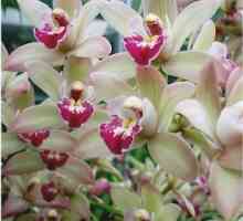 Orhidee cymbidium la domiciliu
