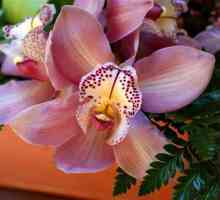 Orhidee cumbriene - o frumoasă creație a mâinilor umane