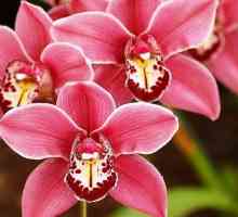 Orchid cymbidium: descriere, caracteristici și îngrijire la domiciliu