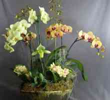 Orhideea: îngrijirea și reproducerea frumuseții exotice