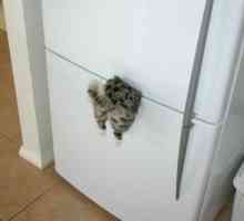 Magnet original pe frigider: "Pisică rătăcită"
