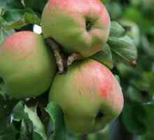 Orez dulce de măr: trăsăturile soiului