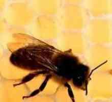 Toamna hrănirea albinelor: rapid, eficient, exact la timp