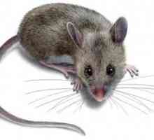 Otrava pentru șoareci: ce să faci atunci când casa a luat rozătoare?